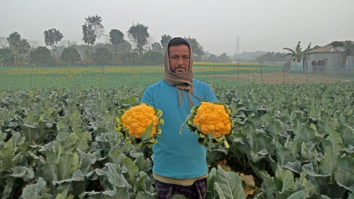 রঙিন ফুলকপি