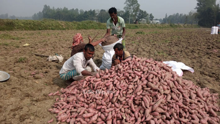 মিষ্টি আলু