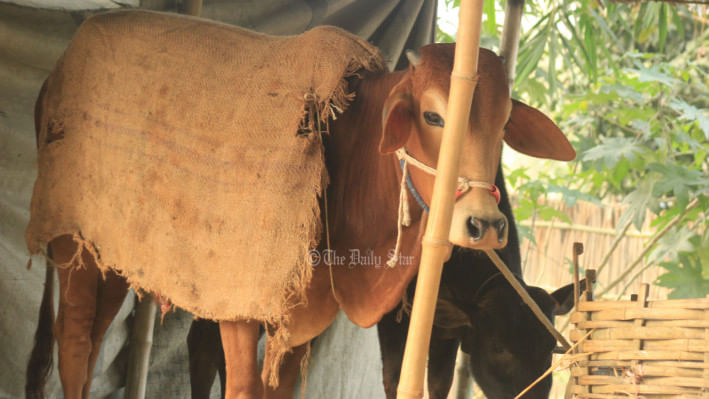 ঠান্ডায় গবাদি পশু পালন