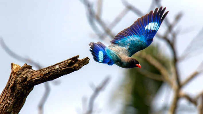‘যত নীলকণ্ঠ পাখি উড়ে গেছে রৌদ্রের আকাশে,/নদীর ও নগরীর/মানুষের প্রতিশ্রুতির পথে যত/নিরুপম সূর্যালোক জ্ব’লে গেছে—তার/ঋণ শোধ করে দিতে গিয়ে এই অনন্ত রৌদ্রের অন্ধকার।’