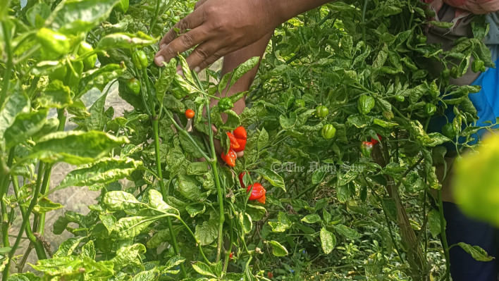 বোম্বাই মরিচ