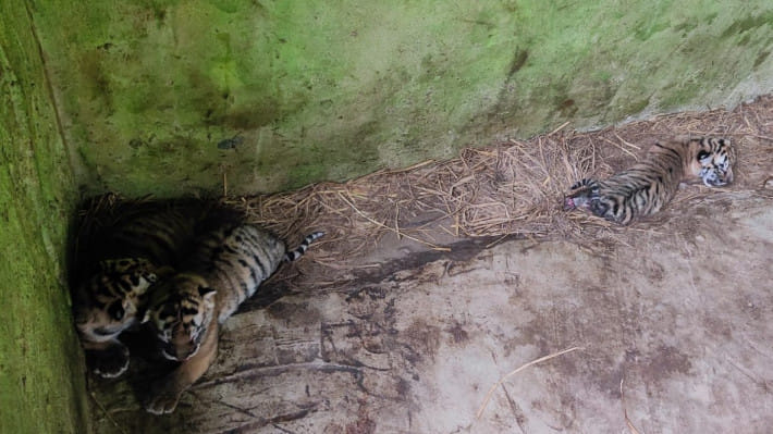 বাঘ শাবক