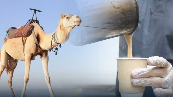 উটের দুধের চা