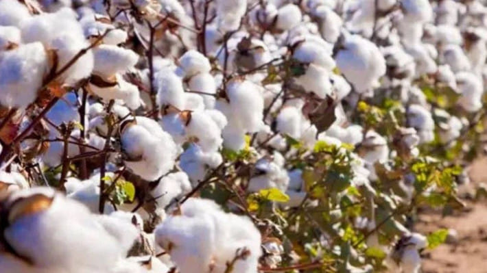 তুলা চাষ