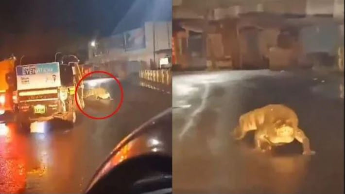 মহারাষ্ট্রে ভারী বৃষ্টির পর রাস্তায় চলে আসে কুমির। ছবি: এক্স থেকে সংগৃহীত