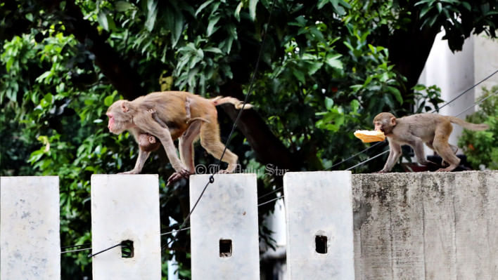 পুরান ঢাকার ভূতের গল্লির চানমিঞা যে বান্দরের দুধ খাওয়া পোলা ছিল, সে ব্যাপারে নিঃসন্দেহ ছিলেন প্রতিবেশী মিসেস জোবেদা রহমান। তাই কোনো কারণে চানমিঞার প্রসঙ্গ উঠলে তিনি এই ব্যতিক্রমী ঘটনাটি তার কাছেপিঠে আসা কাউকে জানাতে ভুলতেন না। 
