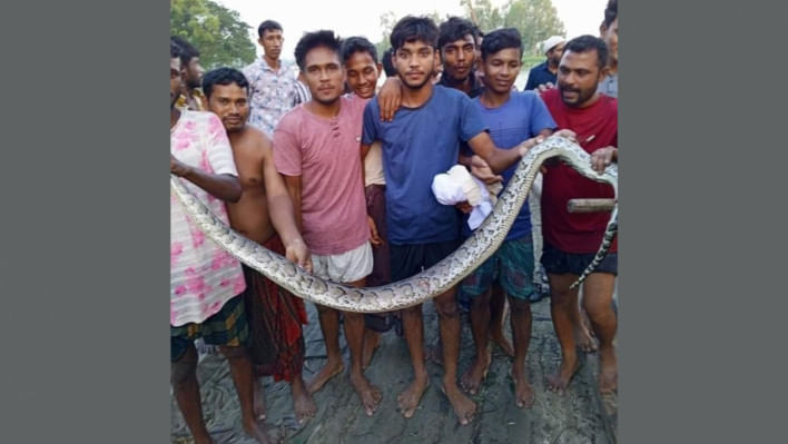 জামালপুরের দেওয়ানগঞ্জে রাসেলস ভাইপার ভেবে একটি অজগর সাপ পিটিয়ে মেরেছেন ইউনিয়ন পরিষদের এক সদস্য। পরে মৃত ওই সাপটি নিয়ে এলাকায় আনন্দ মিছিলের ভিডিও ও ছবি ছড়িয়ে পড়েছে সামাজিক যোগাযোগমাধ্যমে।