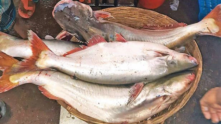 পাঙাশ মাছের পুষ্টি