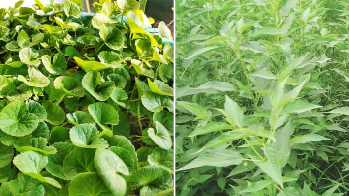 তেতো শাকের পুষ্টিগুণ