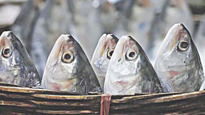 ভারতে ইলিশ রপ্তানি ২০২৫