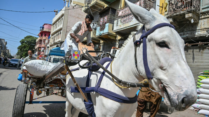 আতিফের গাধা 'রাজা'। ফাইল ছবি: এএফপি