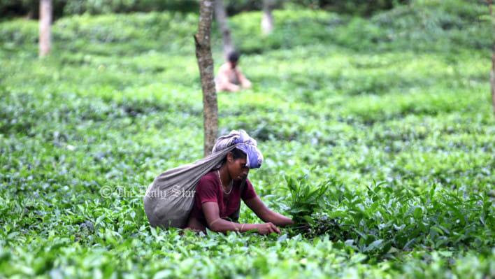 চা শিল্প