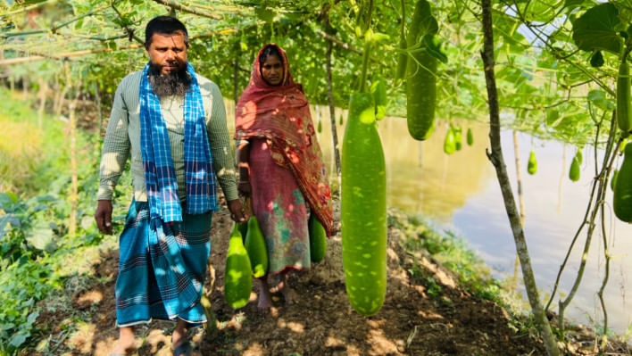 লাউ বাগানে মরজিনা বেগম ও তার স্বামী আখতারুজ্জামান। ছবি: স্টার