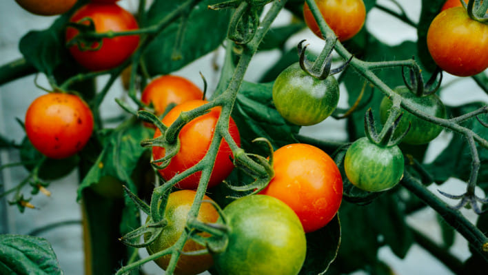 টমেটোর পুষ্টিগুণ