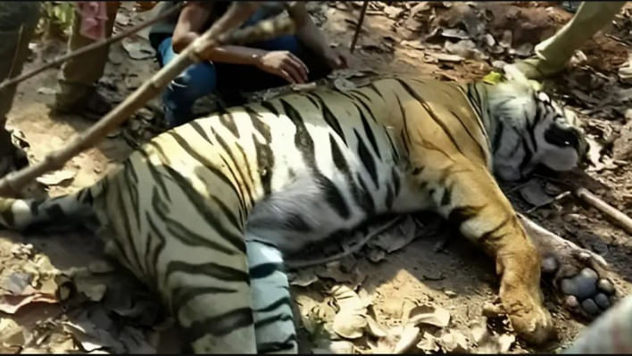 ঘুমপাড়ানি গুলি লাগার পর বাঘিনী জিনাতকে ধরা সম্ভব হয় বলে জানিয়েছে পশ্চিমবঙ্গের বনবিভাগ । ছবি: সুশান্ত মাল/ডয়চে ভেলে