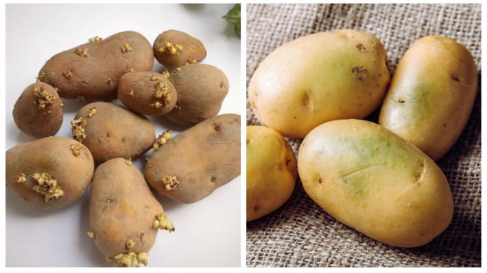 গাছ গজানো ও সবুজ দাগযুক্ত আলু খাওয়া কি নিরাপদ