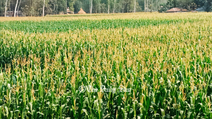 ভুট্টা চাষ