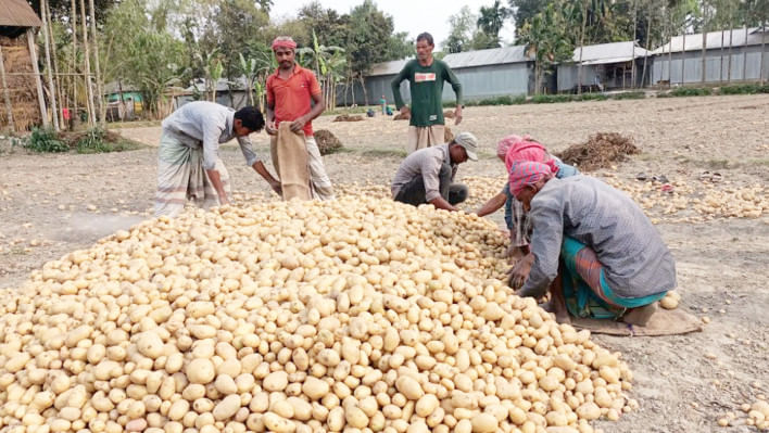 আলু, আলু উৎপাদন, কৃষক, কীটনাশক, মজুরি, কৃষি সম্প্রসারণ অধিদপ্তর, রংপুর,