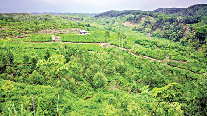বান্দরবানের লামা উপজেলায় একটি নার্সারিতে জন্ম নিচ্ছে রাবার গাছের চারা। পেছনে দেখা যাচ্ছে টিলার সারি। বর্তমানে বাংলাদেশে ১ হাজার ৩০৪টি ব্যক্তিমালিকানাধীন ও ২৮টি সরকারি রাবার বাগান রয়েছে, যার অধিকাংশই চট্টগ্রাম অঞ্চলে অবস্থিত। ছবি: সংগৃহীত
