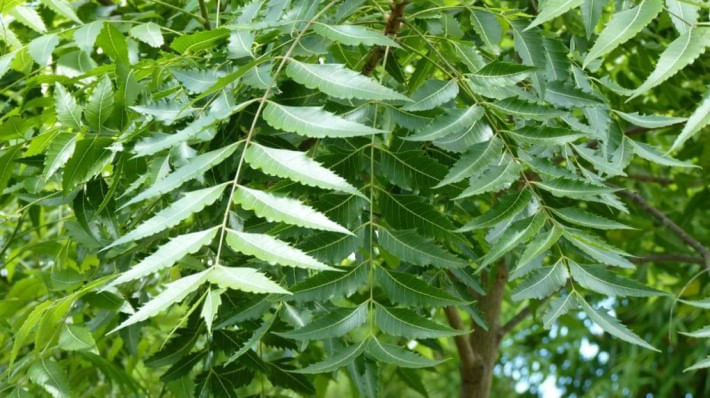 নিমপাতার উপকারিতা