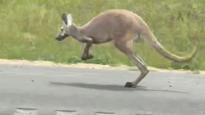 ক্যাঙ্গারু শিলা। ছবি: ভিডিও থেকে স্ক্রিণশট