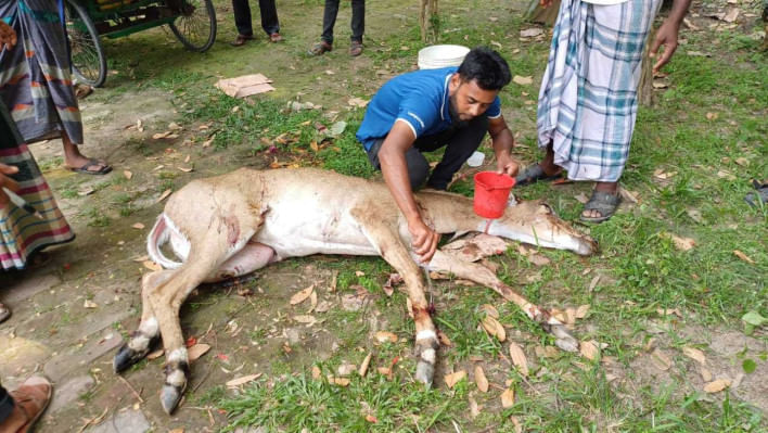 আহত নিলগাই উদ্ধার। ছবি: মো. কামরুল ইসলাম রুবাইয়াত/স্টার