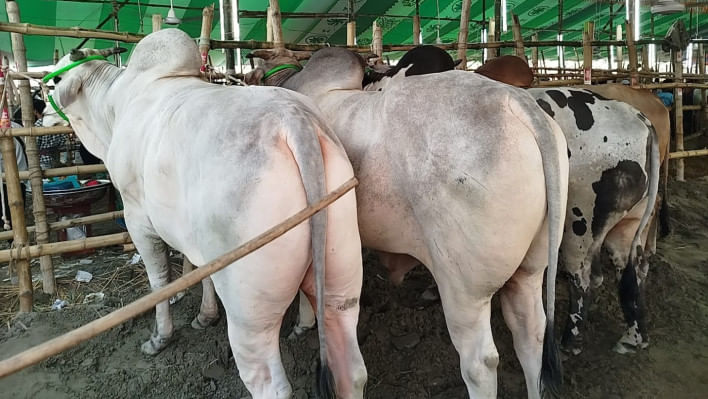 এবার গরুর হাটে বড় গরুর চাহিদা কম। ছবি: শাহীন মোল্লা/স্টার