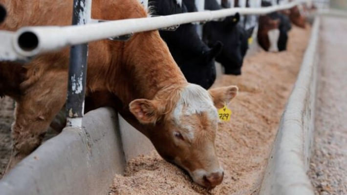 কার্বন ডাই-অক্সাইড