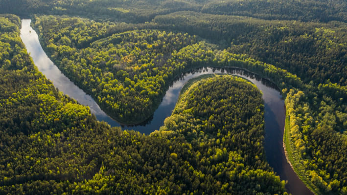 আমাজন বন