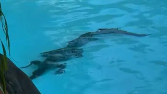 অস্ট্রেলিয়ার হোটেলের সুইমিং পুলে কুমিরের বাচ্চা। ছবি: দ্য সান মালয়েশিয়া/স্ক্রিণশট