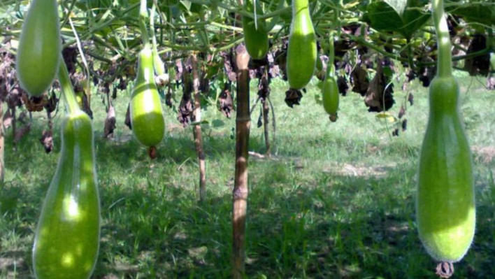 লাউয়ের পুষ্টিগুণ