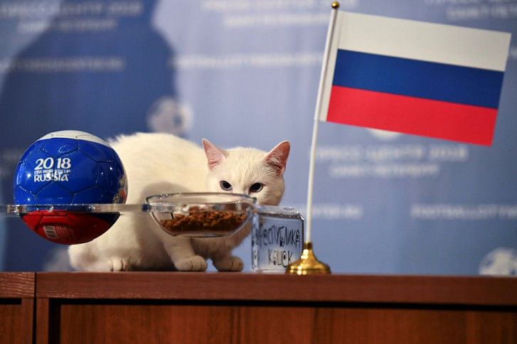 cat attempts to predict cat attempts to predict