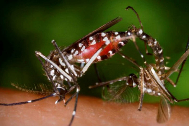 Aedes Aedes