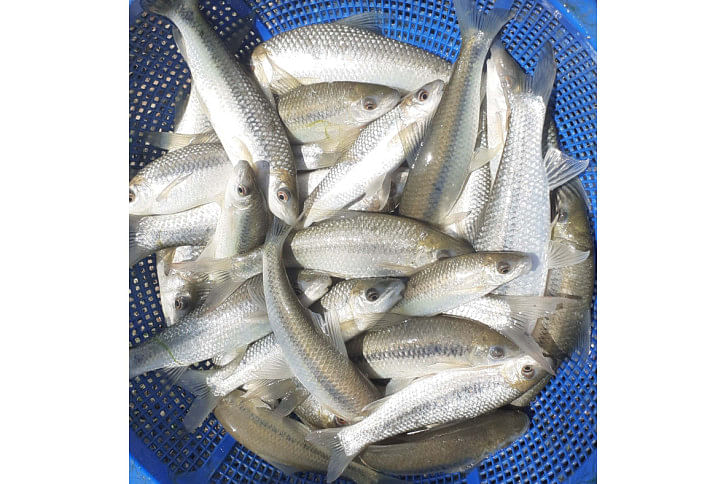 Angush Fish.jpg Angush Fish.jpg