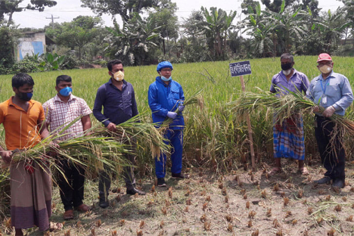 B-Hybrid 5 paddy.jpg B-Hybrid 5 paddy.jpg