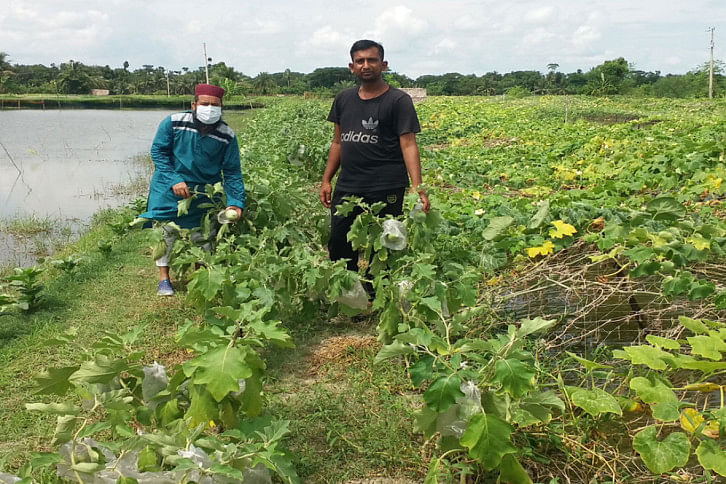 Bagerhat_Eggplant_15Sep20.jpg Bagerhat_Eggplant_15Sep20.jpg