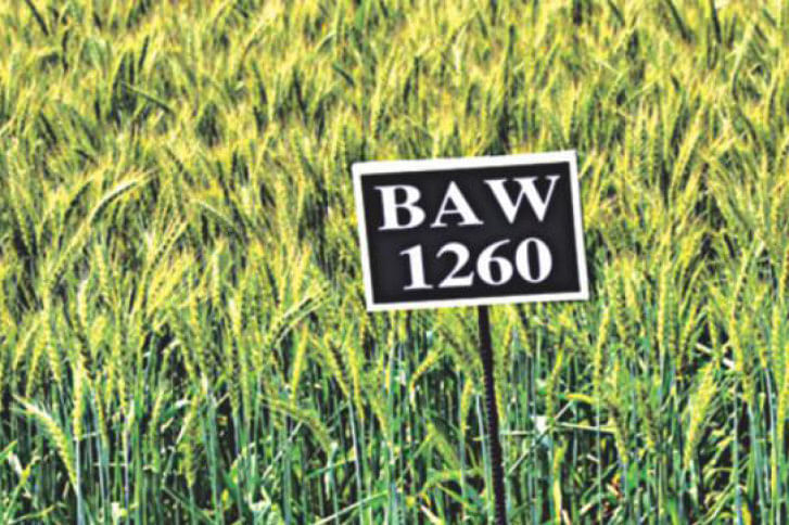 BAW BAW
