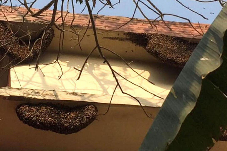 beehive