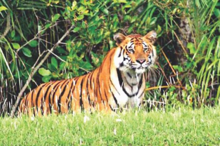 Bengal tiger Bengal tiger