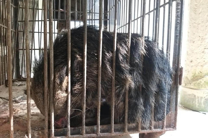 Binturong Binturong