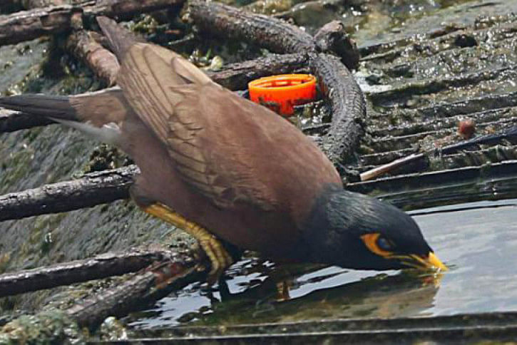 bird-heat bird-heat