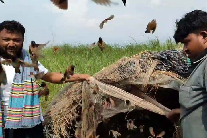 Birds.jpg Birds.jpg