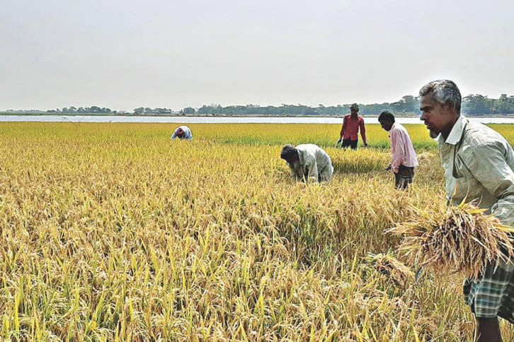 boro_harvest-1.jpg boro_harvest-1.jpg