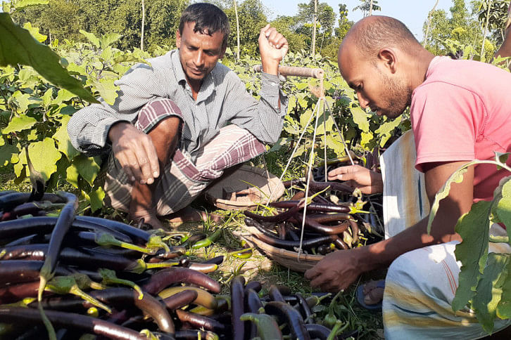 Brinjal_Lalmonirhat_29Nov20.jpg Brinjal_Lalmonirhat_29Nov20.jpg