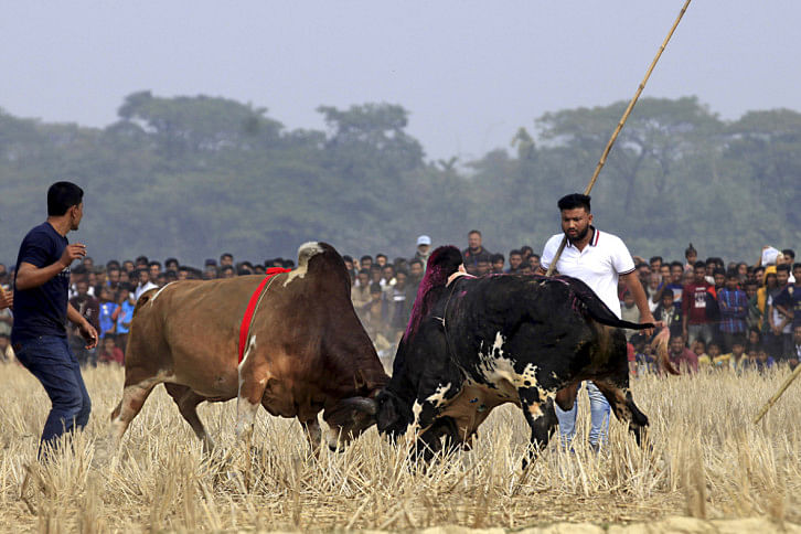 Bull Fight Bull Fight