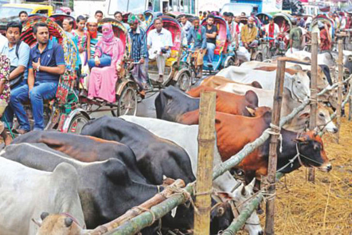Cattle Market Cattle Market