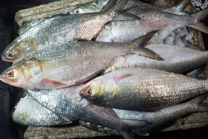 chandpur hilsa chandpur hilsa