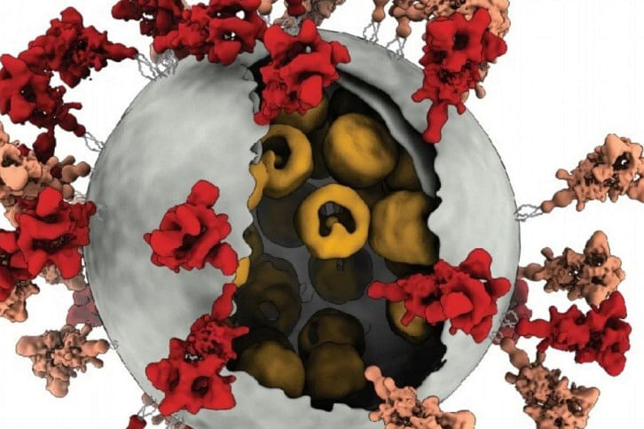Coronavirus-1.jpg Coronavirus-1.jpg