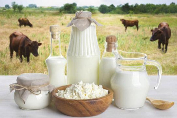 cow milk cow milk