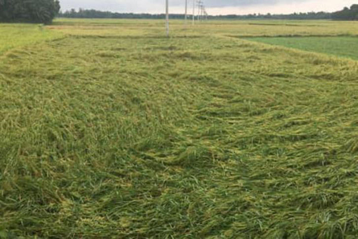 Fani crop damaged Fani crop damaged